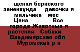 щенки бернского зененхунда. 2 девочки и 2 мальчика(2 мес.) › Цена ­ 22 000 - Все города Животные и растения » Собаки   . Владимирская обл.,Муромский р-н